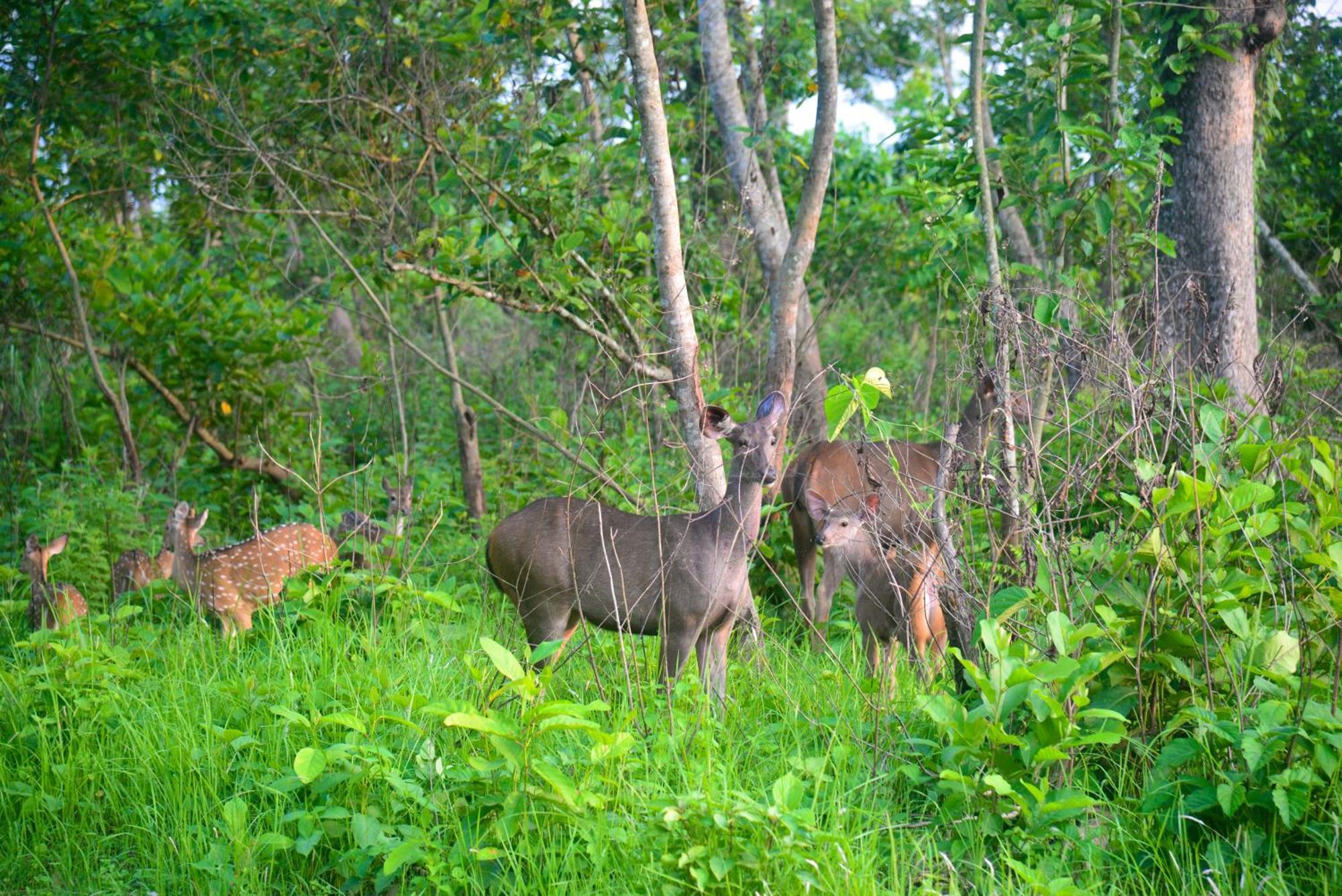 Greenland Safari, Sauraha Esterno foto