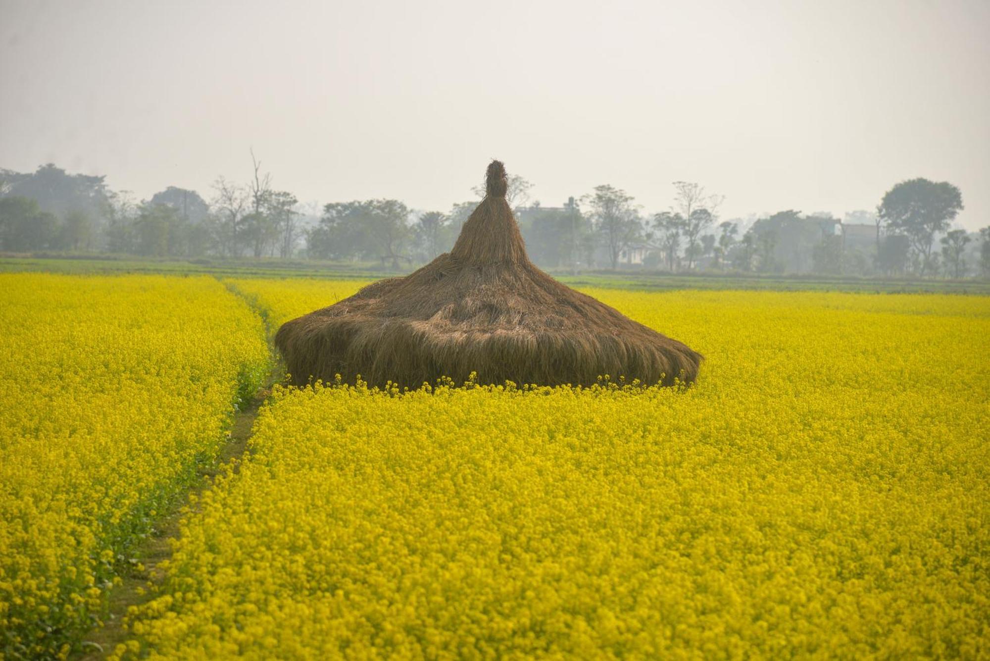 Greenland Safari, Sauraha Esterno foto