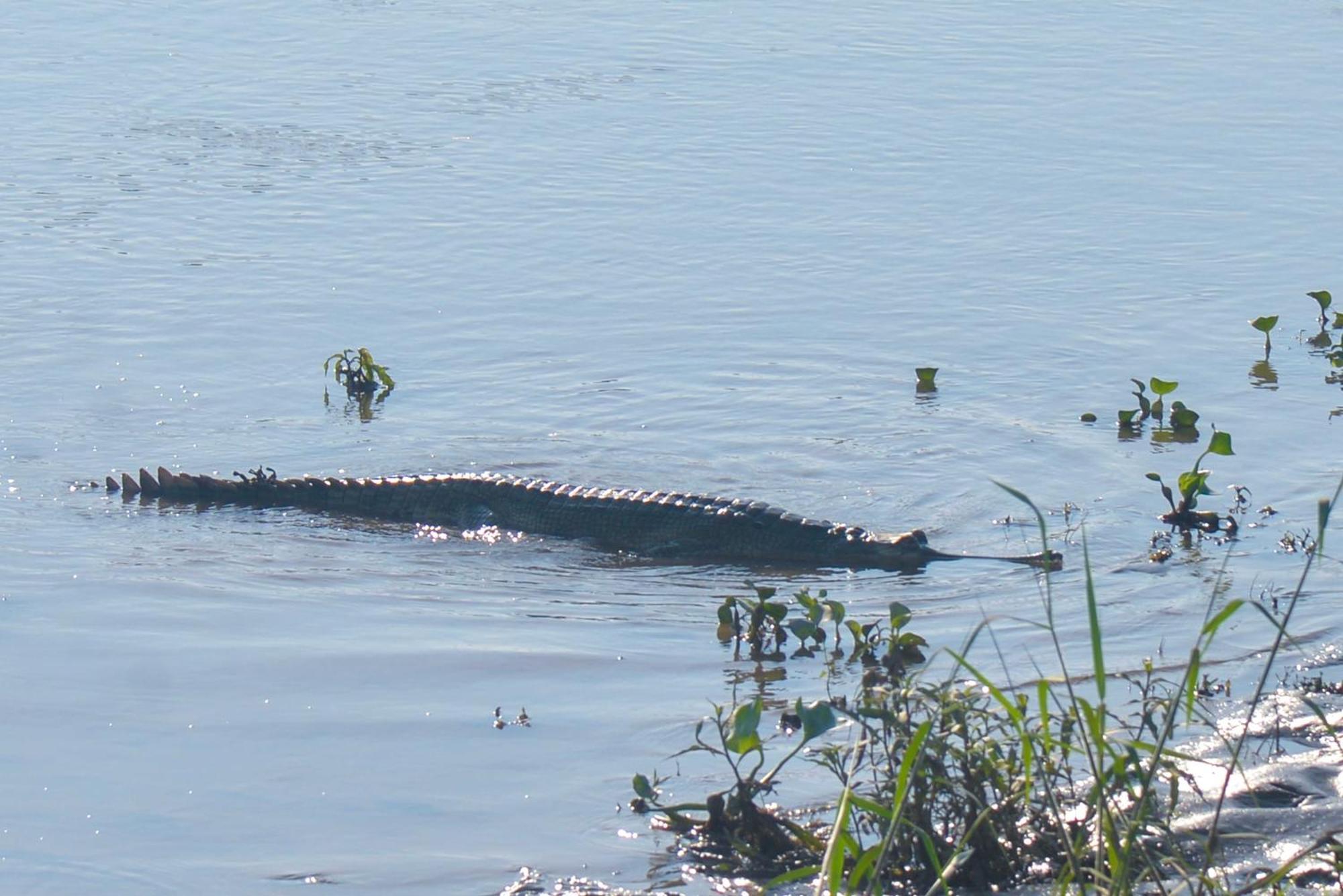 Greenland Safari, Sauraha Esterno foto
